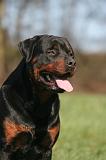 ROTTWEILER 620